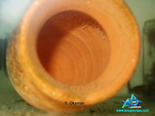 www.israquarium.co.il